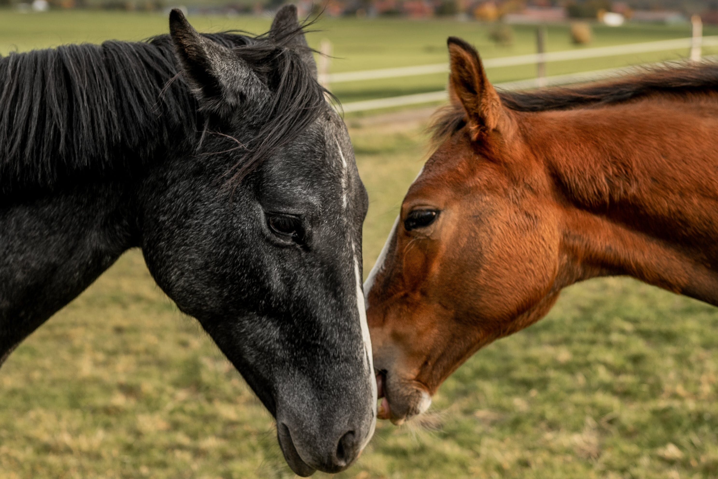 Zo werken de speciale energie en gave van paarden